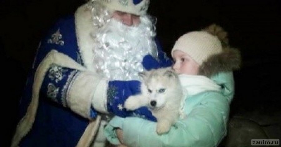 Новогодняя мечта. Семилетняя девочка получила в подарок от Путина щенка хаски