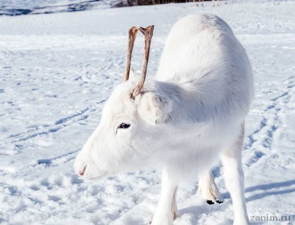 В Норвегии родился редкий белый олененок