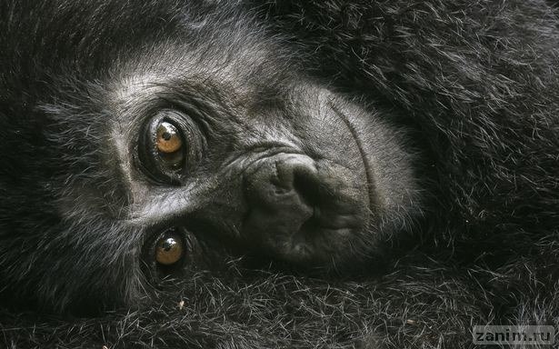 <p>Фото: © Wildlife Photographer of the Year/Natural History Museum/David Lloyd</p>