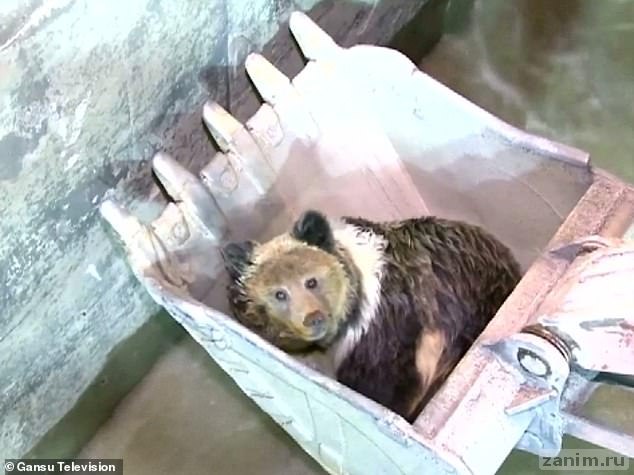 В Китае застрявшего медведя спасли ковшом экскаватора