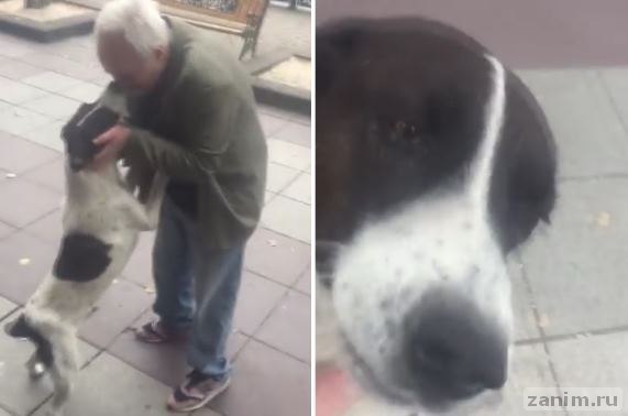 Грузин три года искал пропавшую собаку, а когда наконец нашел, пес прыгал и скулил от радости