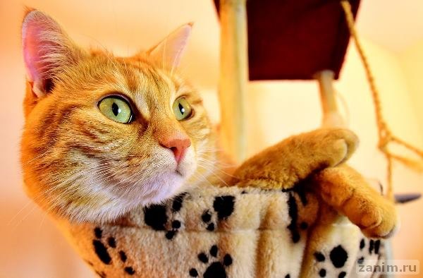 Кот, который спас своего хозяина от удушья, и другие удивительные поступки домашних питомцев