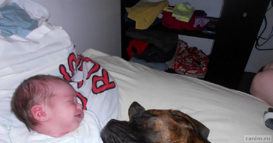 Как собаки реагируют на нового маленького человека в семье: 10 примеров