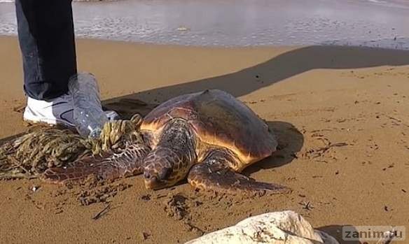 На Мальте турист спас черепаху, застрявшую в пластиковом мусоре