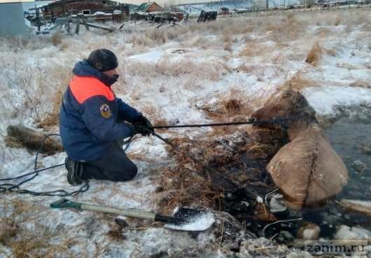 В Якутии спасли вмерзших в лед лошадь и жеребенка