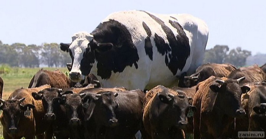 Этот гигантский бык поражает воображение, но у него есть серьёзные конкуренты