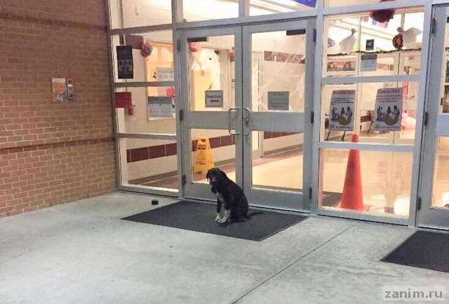 Каждое утро пес сидел возле дверей школы и вилял хвостом, ожидая помощи
