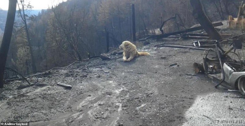 брошенный из-за пожаров пес