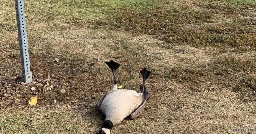 В парке нашли потерявшего сознания гуся, который переел антидепрессантов