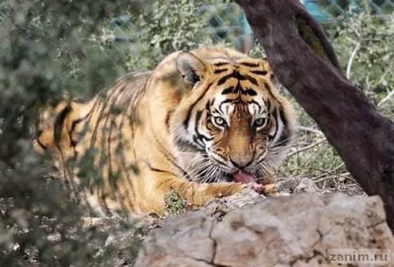 Тигр, спасенный из "худшего в мире зоопарка" наконец полноценно отъелся и поправился