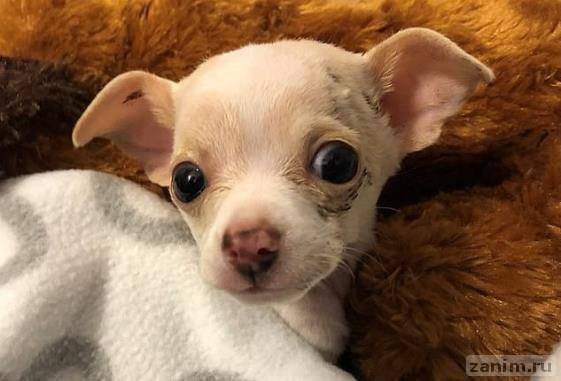 В Техасе щенок чихуахуа чудом выжил, будучи похищенным ястребом и упав с высоты