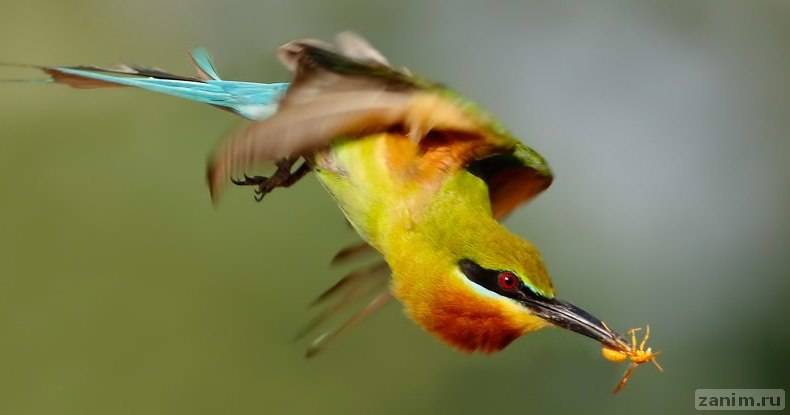 Взглянуть на мир глазами птиц: цвета, неизвестные человеку