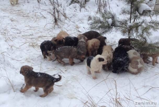 Житель Рязанской области спас 20 щенят, выброшенных на мороз в лес