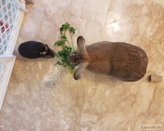 Крошечный кролик влюбился в огромную крольчиху