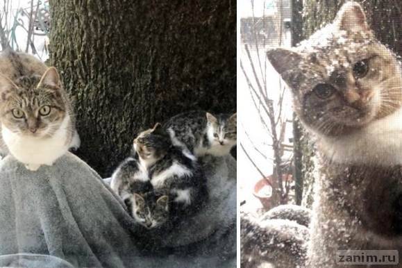 Пара из Нью-Йорка спасла в мороз двух котят, а через год и их маму