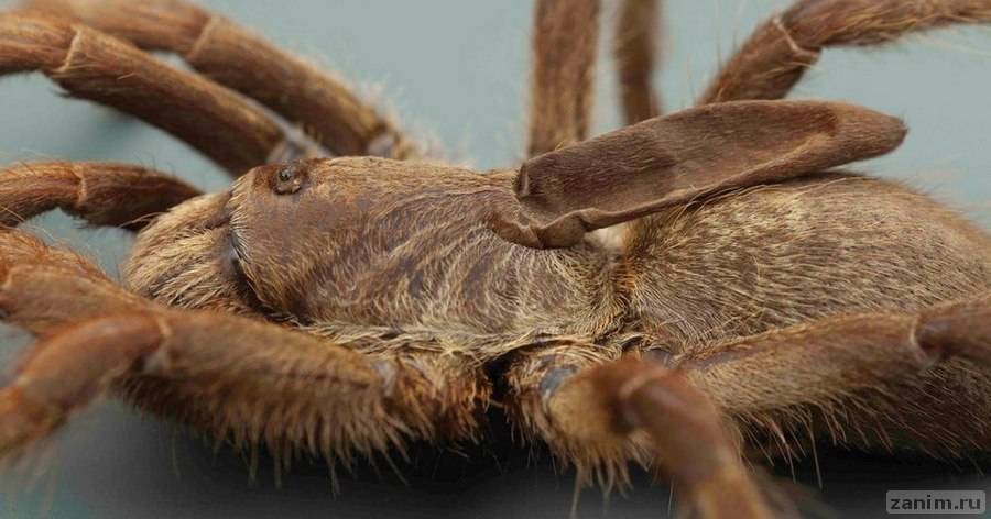 Обнаружен новый вид пауков | Журнал Популярная Механика