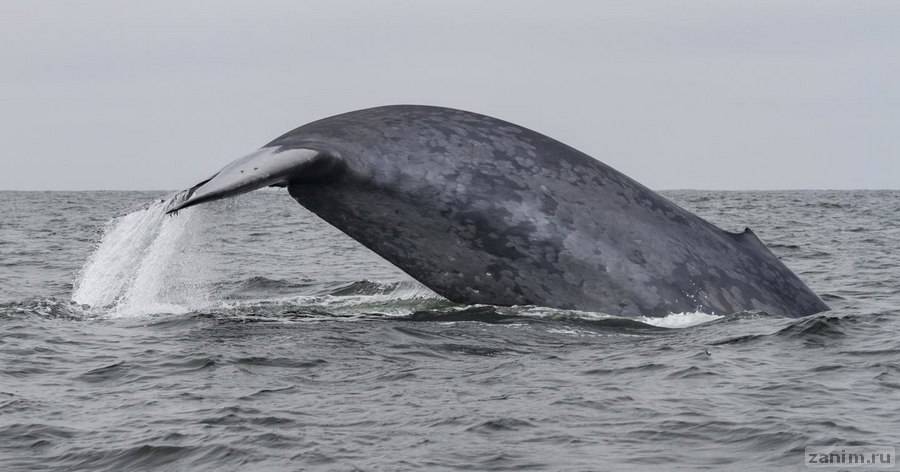 Синие киты мигрируют, больше полагаясь на память