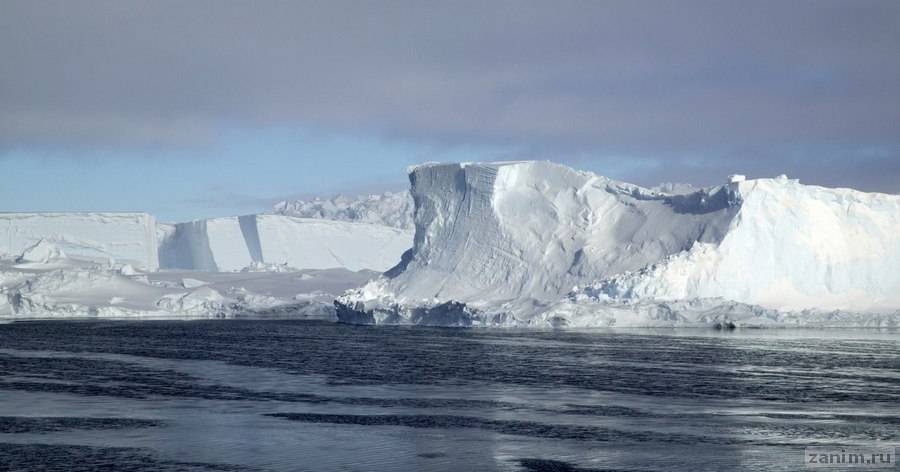 Айсберг размером с два Нью-Йорка вот-вот отколется от ледника в Антарктиде