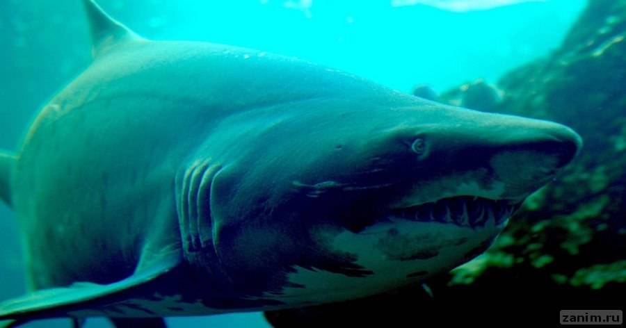 Выявлены самые акулоопасные места планеты