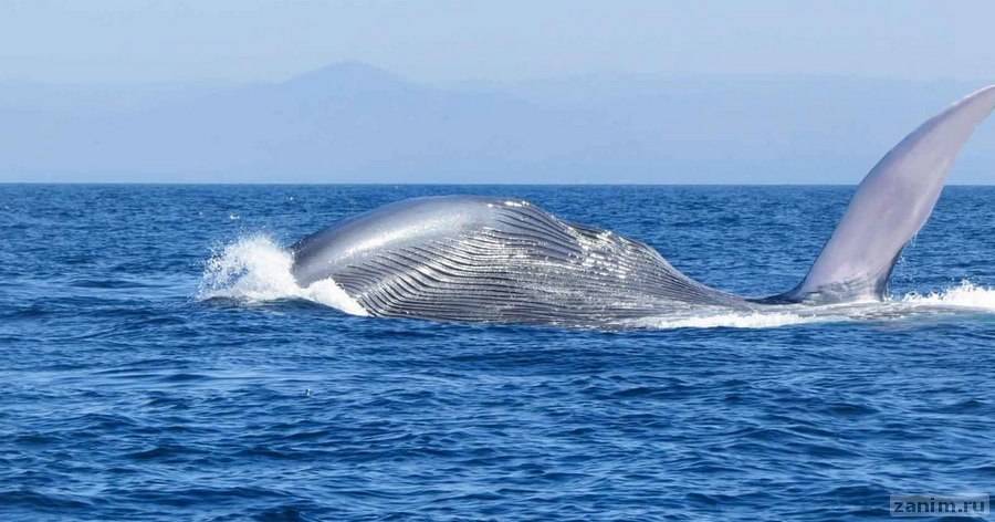 Как устроен синий кит | Журнал Популярная Механика