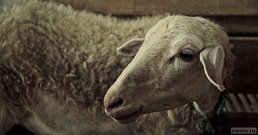 Московский зоопарк купил овцу из Индонезии