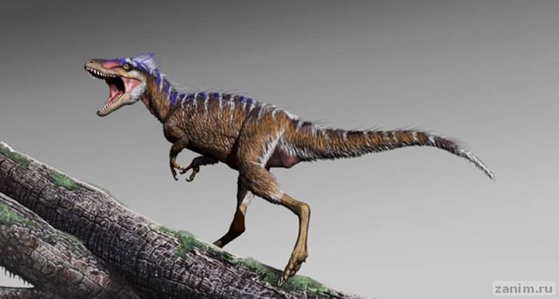 Открыт новый вид тираннозаврид