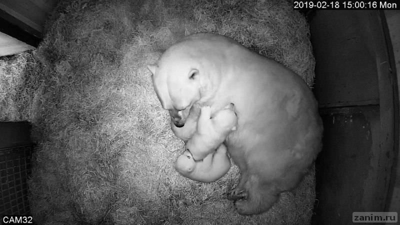 В Новосибирском зоопарке родились два белых медвежонка