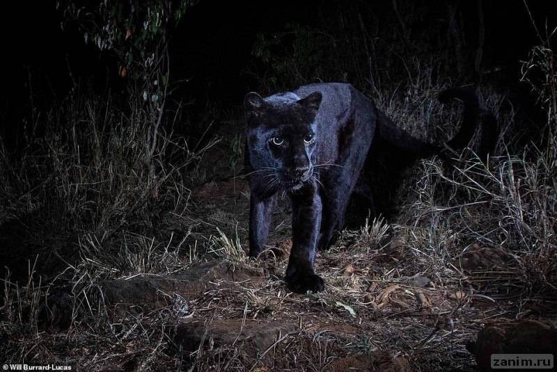 ультра-редкого черного леопарда