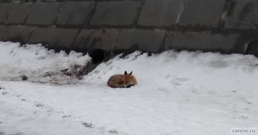 Спасатели вытащили лисицу, застрявшую на льдине в Москва-реке