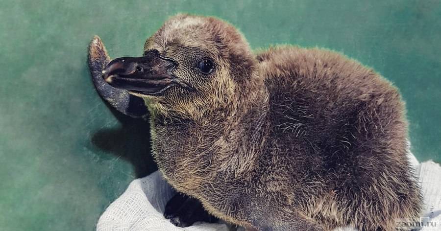 В Московском зоопарке вылупились первые в году птенцы пингвина