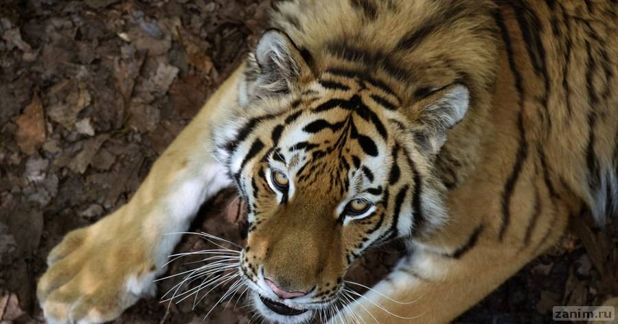 В Великобритании погибла вторая за неделю тигрица