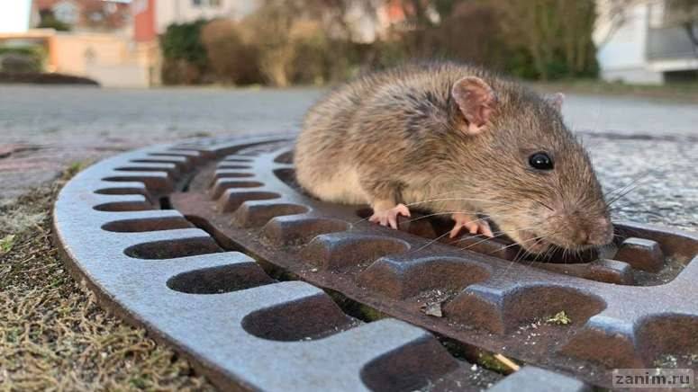 В Германии спасли застрявшую в канализационном люке толстую крысу