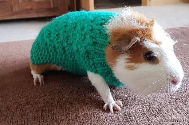 Ветеринары попросили людей связать свитера для морских свинок