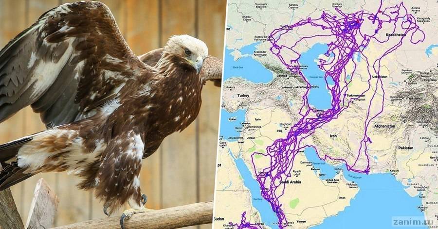 Датчик GPS разоблачил чудаковатого орла, который такого наворотил за 20 лет...