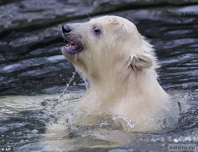 В германском зоопарке Tierpark Berlin три месяца назад родился белый медвежонок женского пола