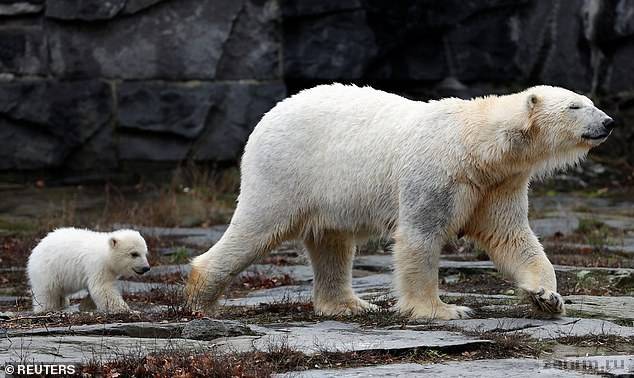В германском зоопарке Tierpark Berlin три месяца назад родился белый медвежонок женского пола