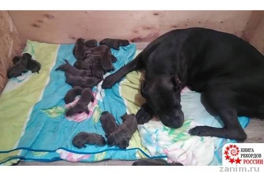 Четвероногая мать-героиня родила 19 щенков и попала в Книгу рекордов России
