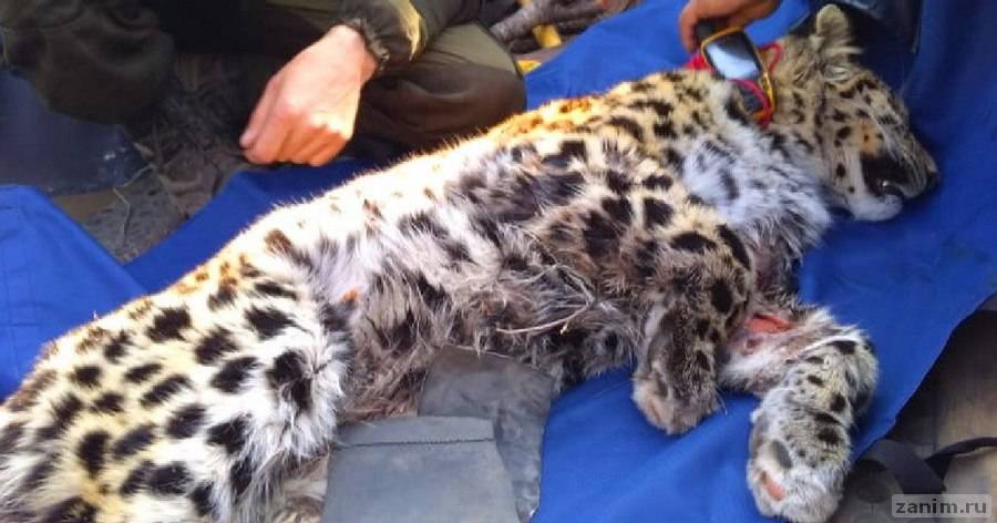 Раненый приморский леопард всё ещё в тяжёлом состоянии