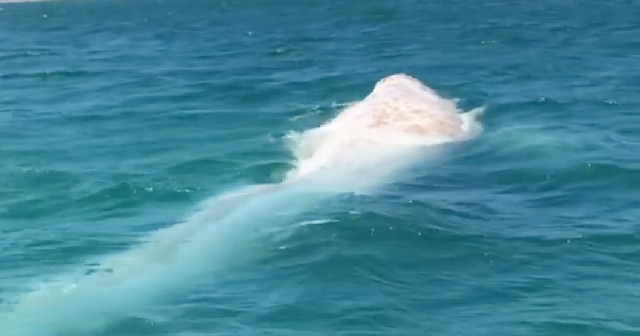 Редкого белого кита сняли на видео