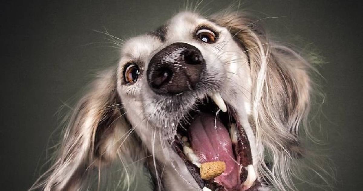 Вот что происходит с собакой при виде вкусняшки: 15 смешных морд в стоп-кадре