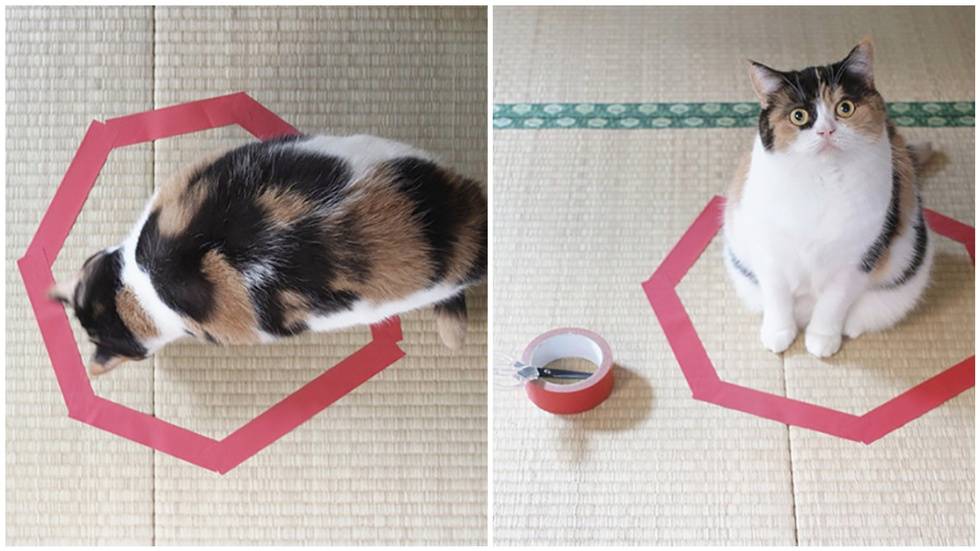 Хозяин опытным путём доказал, что коты всегда садятся в круг — даже нарисованный
