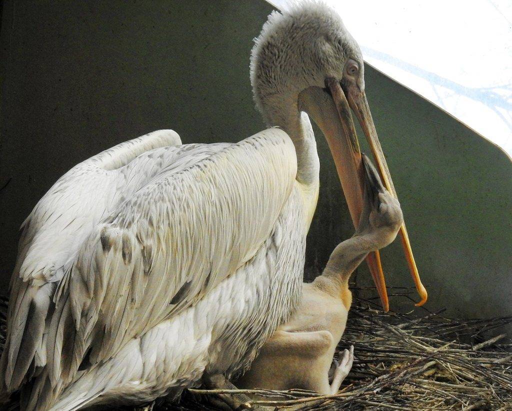 Птенцы редких кудрявых пеликанов появились на свет в Московском зоопарке