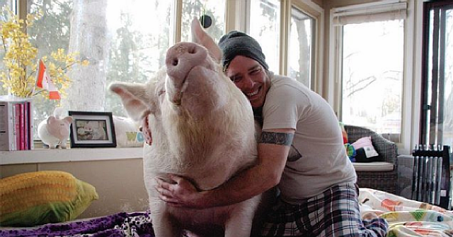 Парни приютили мини-пига, а он вырос в свинью на 300 кг