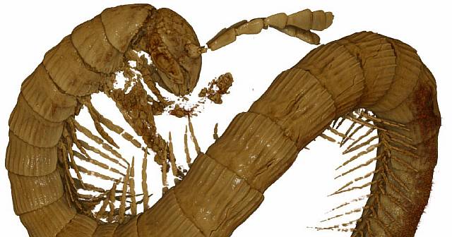 В янтаре нашли ранее неизвестную многоножку возрастом 99 млн лет