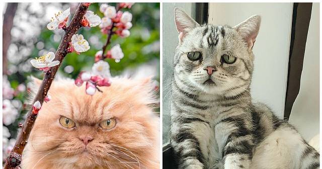 6 угрюмых котиков, пришедших на замену Grumpy Cat