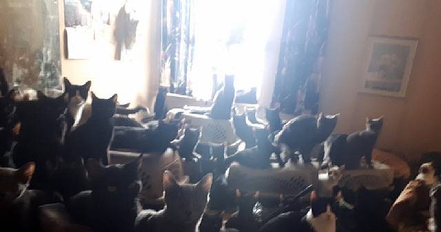 Более 300 кошек нашли в квартире жителя Торонто