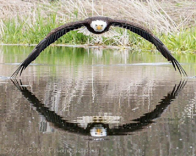 Потрясающая фотография орла