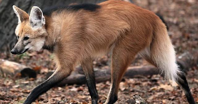 В Московский зоопарк привезли самца редчайшего гривистого волка