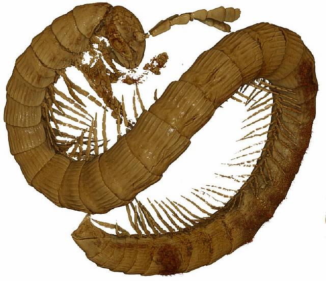 В янтаре нашли ранее неизвестную многоножку возрастом 99 млн лет