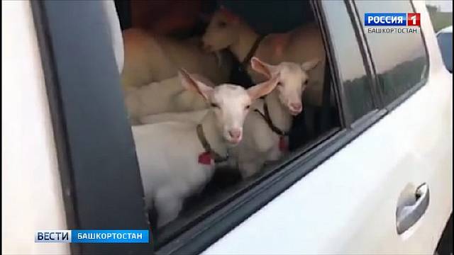 Башкирские сотрудники ДПС удивились, остановив джип с семью козлятами